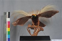 藏品(大天堂鳥)的圖片